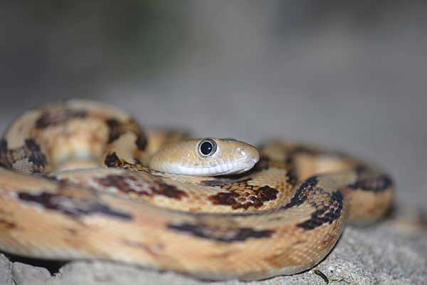 Wąż wielkooki (Bogertophis subocularis)