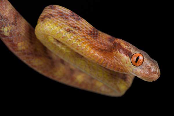  (Boiga guangxiensis)