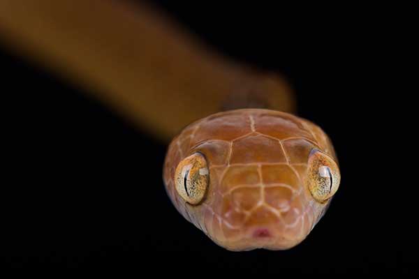 (Boiga irregularis)