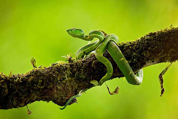 (Bothriechis lateralis)
