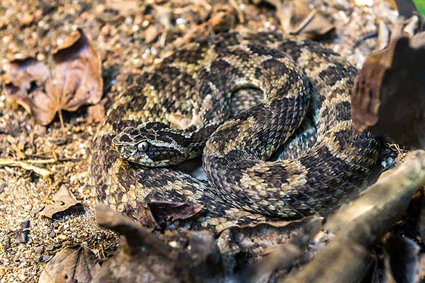 Żararaka brazylijska (Bothrops erythromelas)