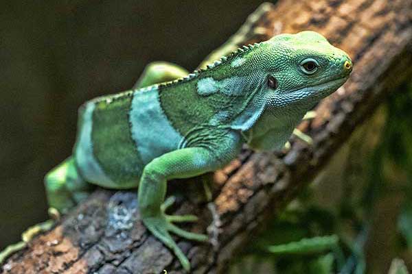(Brachylophus fasciatus)