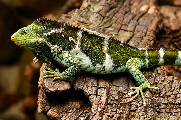 (Brachylophus vitiensis)