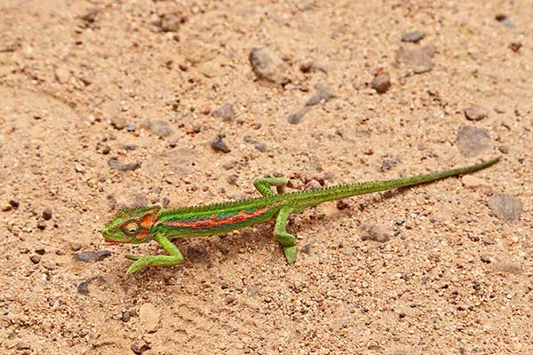 (Bradypodion pumilum)