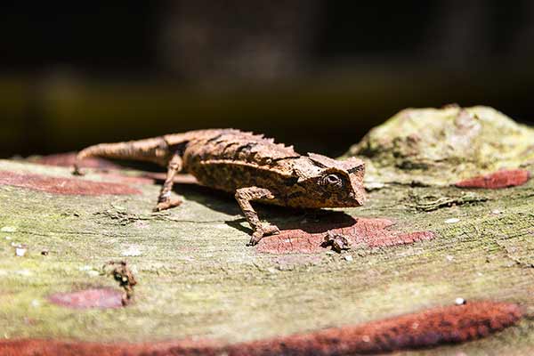 (Brookesia brygooi)