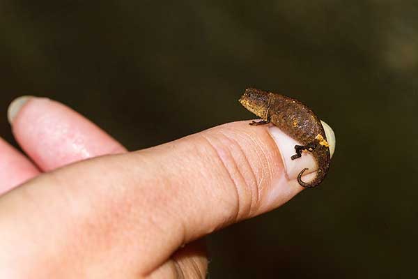 (Brookesia peyrierasi)