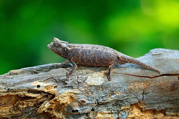  (Brookesia thieli)