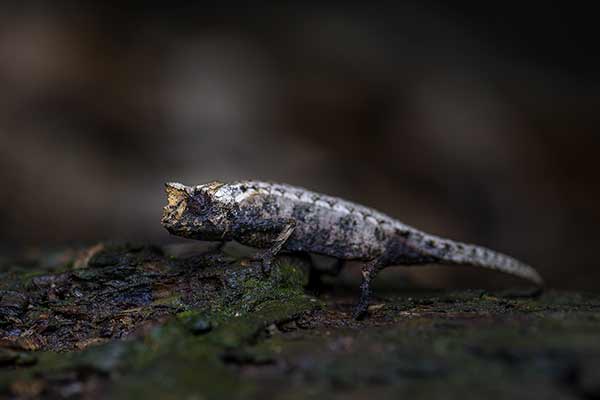 (Brookesia tristis)