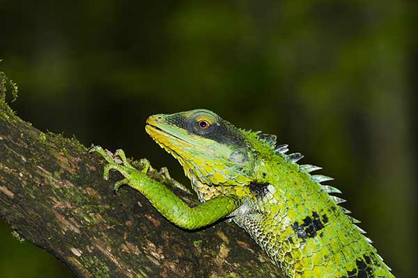 (Calotes grandisquamis)