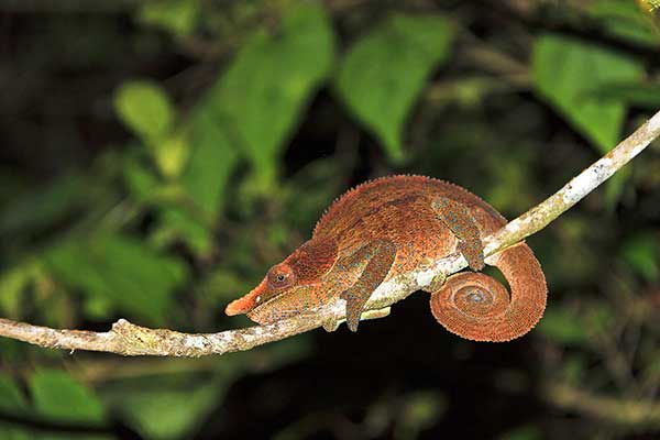 (Calumma crypticum)