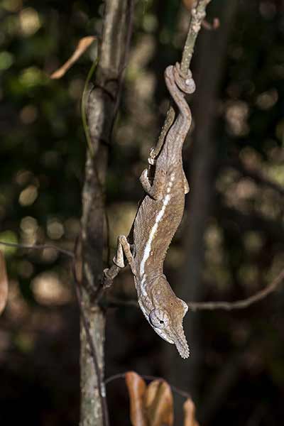 (Calumma gallus)