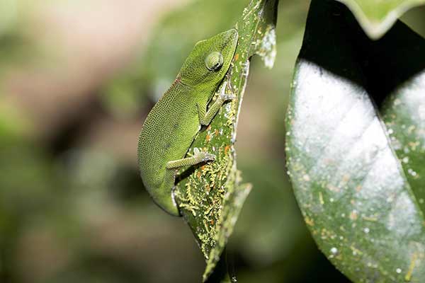 (Calumma gastrotaenia)