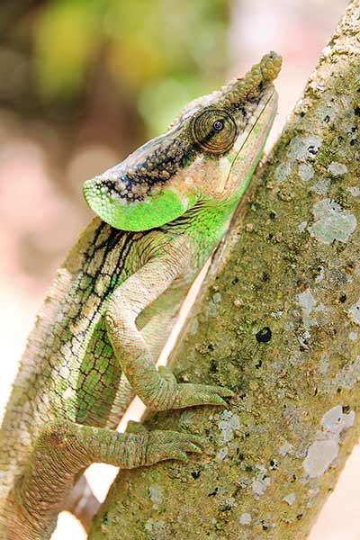 Kameleon słoniouchy (Calumma malthe)