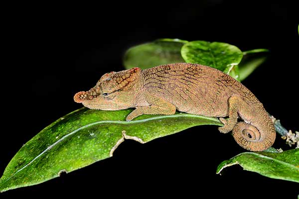 (Calumma nasutum)