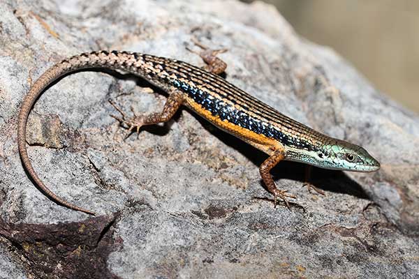 (Carlia jarnoldae)