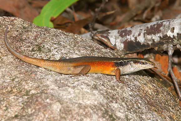(Carlia longipes)