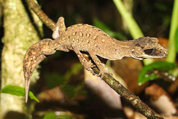 (Carphodactylus laevis)