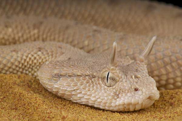 (Cerastes gasperettii)