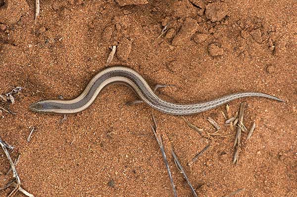 (Chalcides minutus )