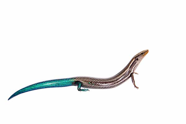 (Chalcides sexlineatus)