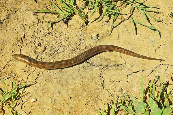 (Chalcides striatus)