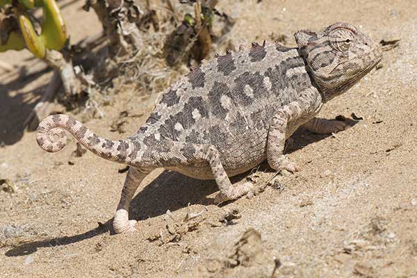  (Chamaeleo namaquensis)