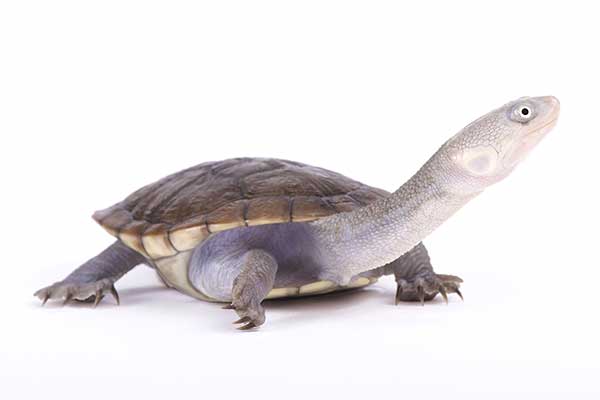 (Chelodina novaeguineae)