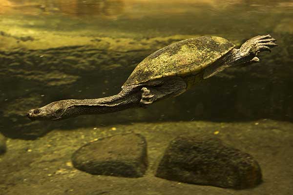 (Chelodina oblonga)