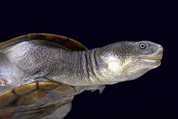 (Chelodina reimanni)