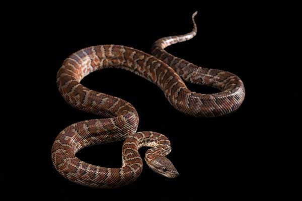 (Chilabothrus striatus)