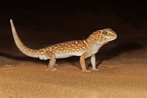 (Chondrodactylus angulifer)