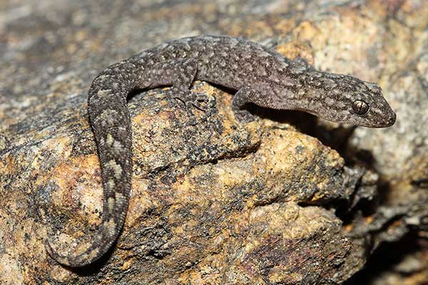 (Christinus marmoratus)