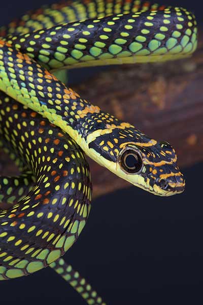 (Chrysopelea paradisi)