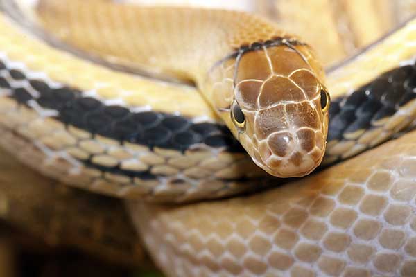 (Coelognathus radiatus)