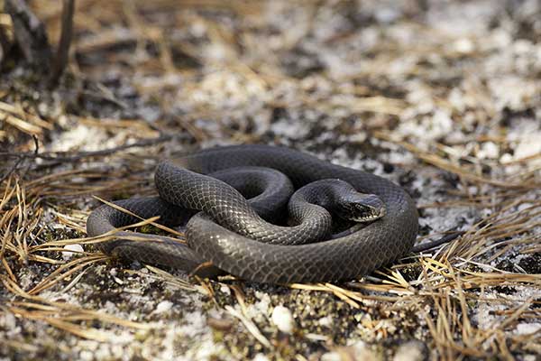 (Coluber constrictor)