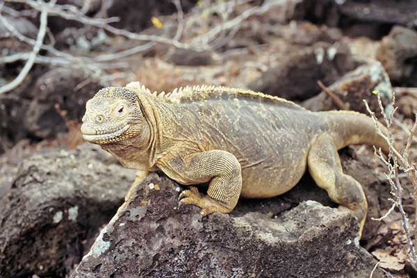 (Conolophus pallidus)