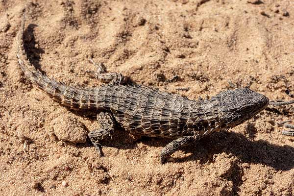 (Cordylus macropholis)