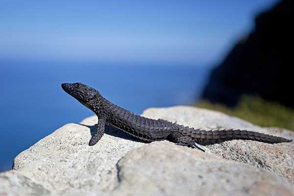 (Cordylus niger)