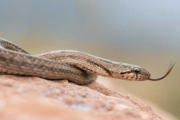 Gniewosz południowy (Coronella girondica)