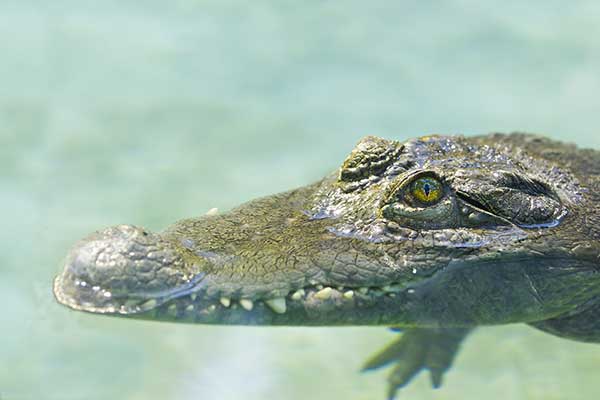 Krokodyl filipiński (Crocodylus mindorensis)