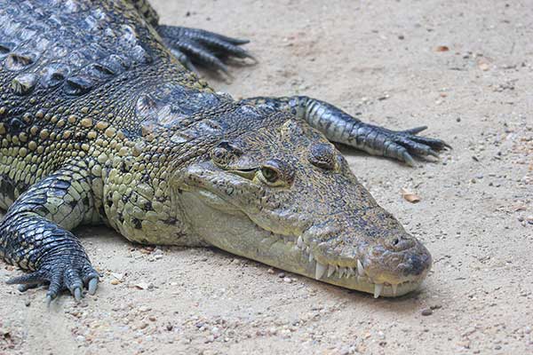 Krokodyl Moreleta (Crocodylus moreletii)