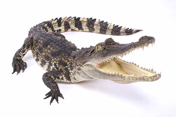 Krokodyl syjamski (Crocodylus siamensis)