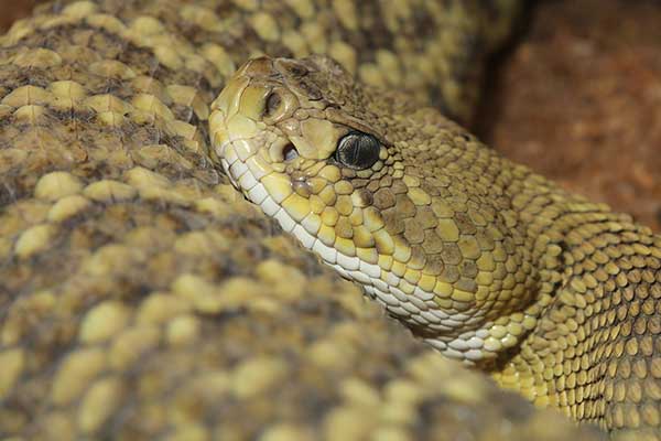 Grzechotnik meksykański (Crotalus basiliscus)