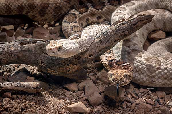 (Crotalus catalinensis)