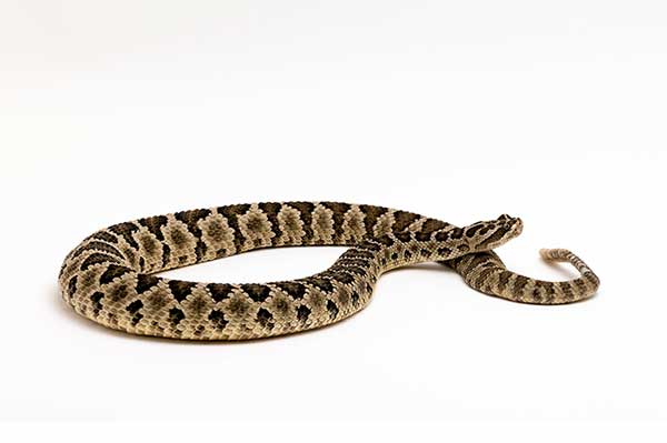 (Crotalus enyo)