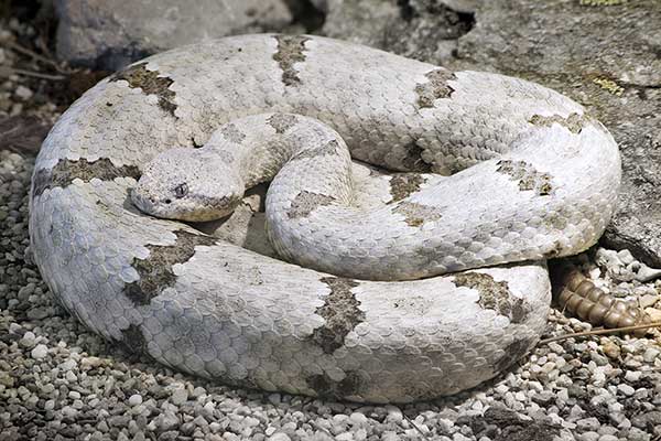 Grzechotnik skalny (Crotalus lepidus)