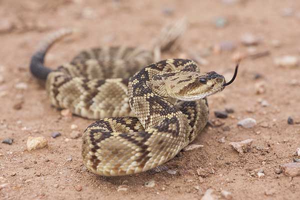 Grzechotnik górski (Crotalus molossus)