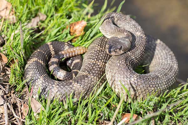 (Crotalus oreganus)