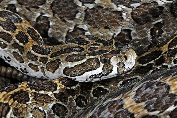 (Crotalus polystictus)