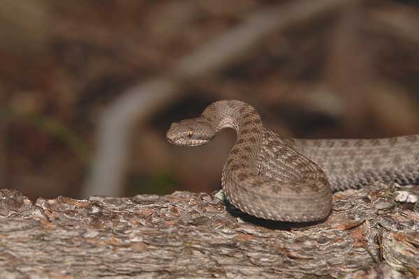(Crotalus pricei)